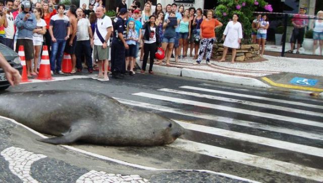 Inquisitive Sea Lion Goes Sightseeing in the City