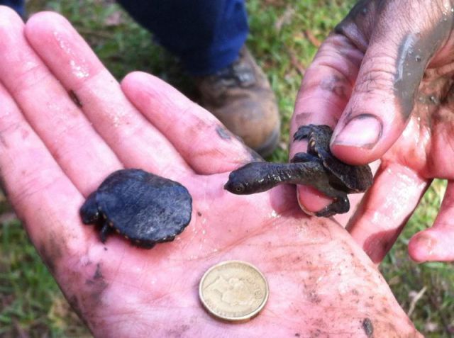 Hundreds of Small Turtles Rescued Over Two Days