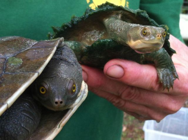 Hundreds of Small Turtles Rescued Over Two Days