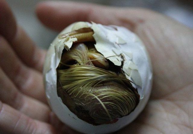 Sweet Duckling Hatches from Its Egg Shell