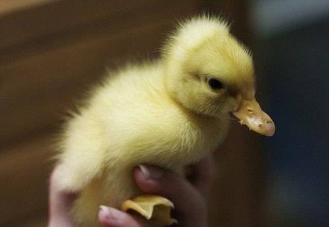 Sweet Duckling Hatches from Its Egg Shell