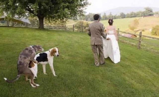 A Few Tips for Taking the Perfect Wedding Photo