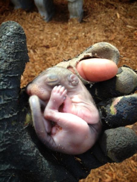 Look What This Guy Found in a Bag of Mulch