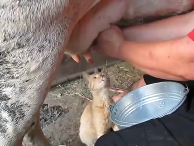 Cat Likes Its Milk Extra Fresh! 