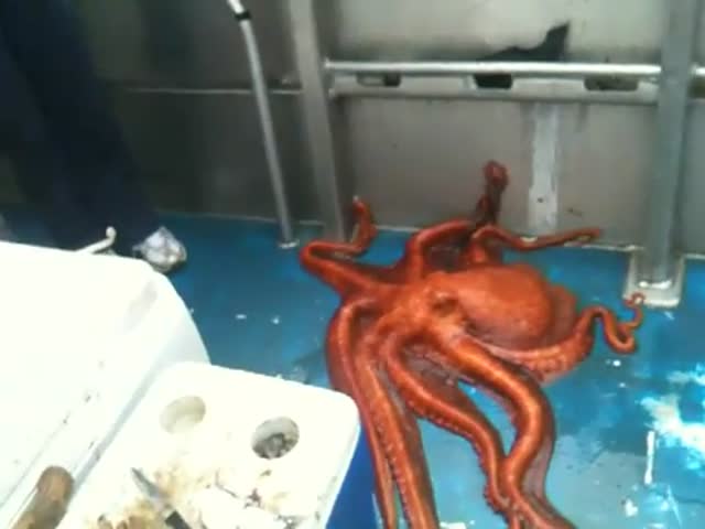 Octopuses Can Sneak In and Out of the Smallest Spaces 