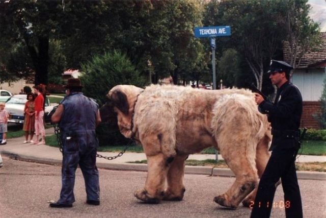 The Making of the Beast from “The Sandlot”