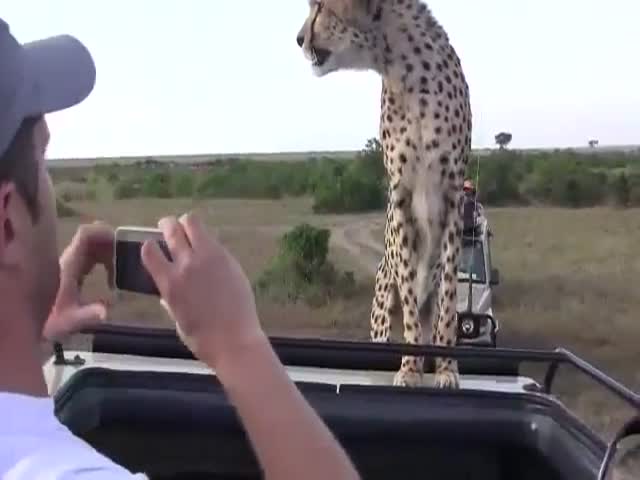Insanely Close Encounter with a Cheetah 