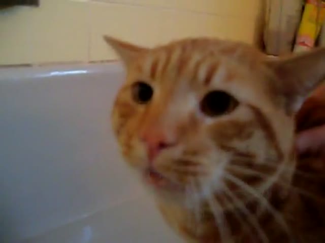 “Noooo”…. Not the Bath!! 