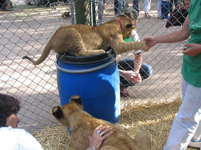 A Petting Zoo with a Difference