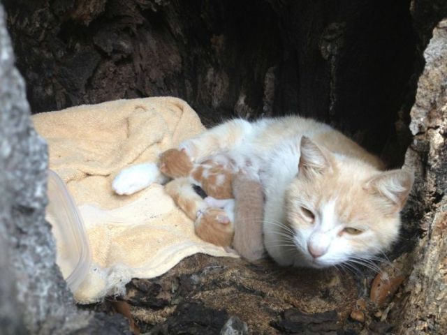 Owners Get a Surprise When They Find Their Missing Cat