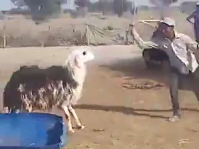 Goat Gets Revenge 