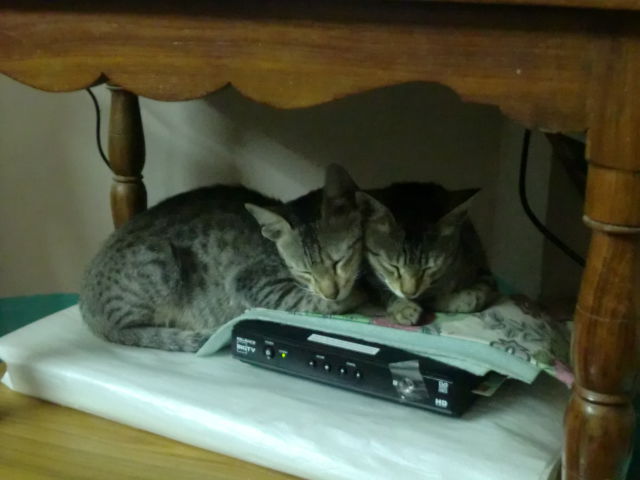 Cats Cats & Cats
