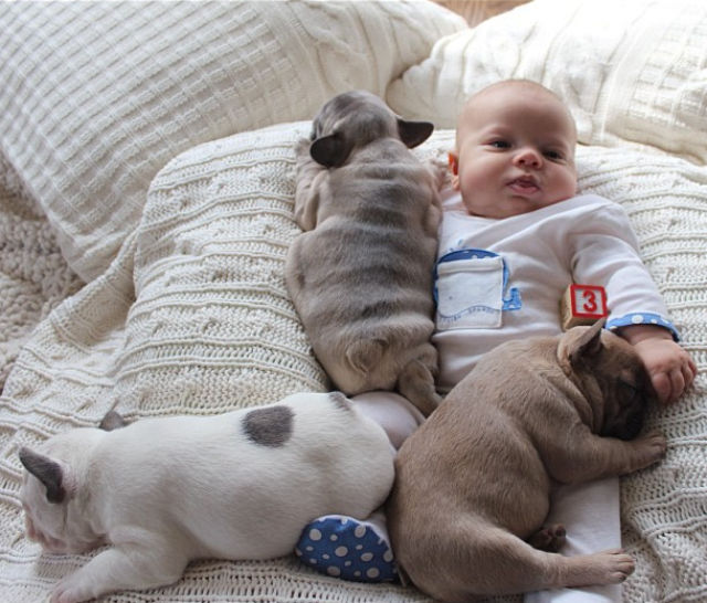 The Most Adorable Photos of a Baby with Bulldog Puppies