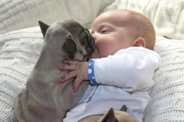 The Most Adorable Photos of a Baby with Bulldog Puppies