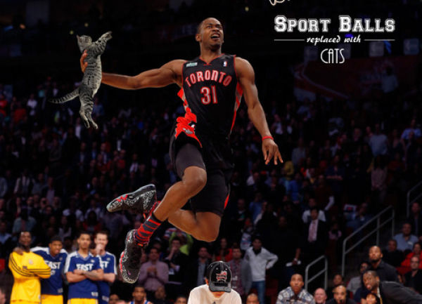 If Sports Balls Were Cats Instead…