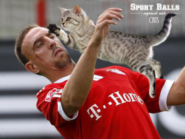 If Sports Balls Were Cats Instead…