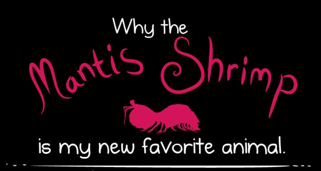 Why the Mantis Shrimp Is a Beautiful Evil