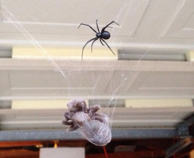 The Battle of the Venomous Spiders