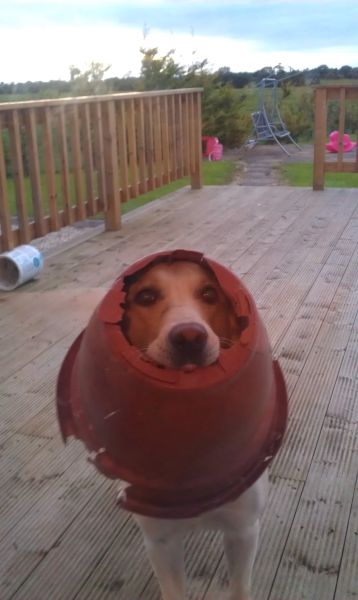 dog pot head