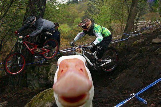Animal Photobombs That Are Simply Classic