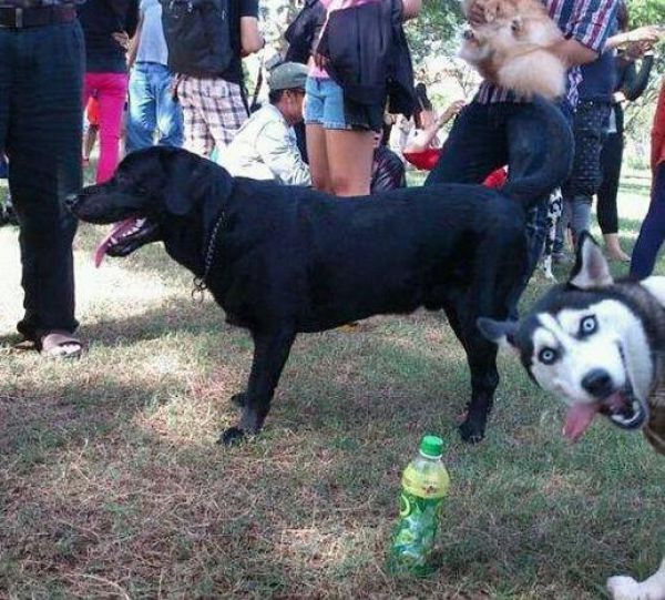 Animal Photobombs That Are Simply Classic