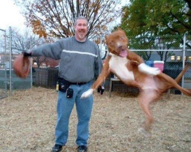 Animal Photobombs That Are Simply Classic