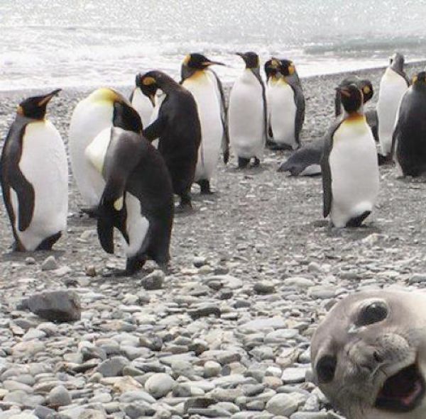 Animal Photobombs That Are Simply Classic