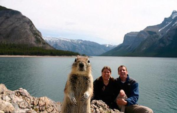 Animal Photobombs That Are Simply Classic