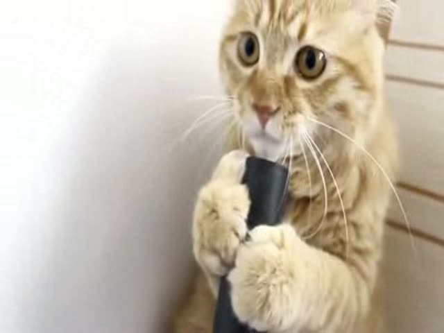Funny Cat More Than Likes the Vacuum Cleaner 