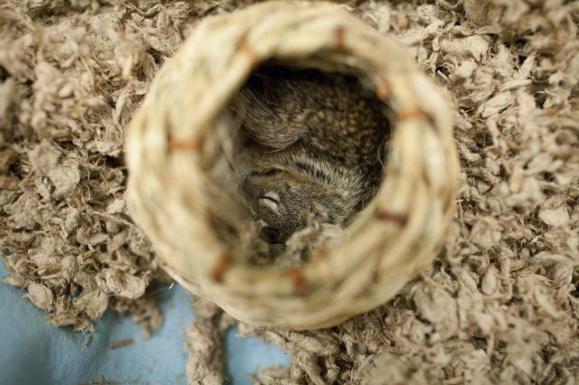 The Sweetest Story of a Rescued Squirrel