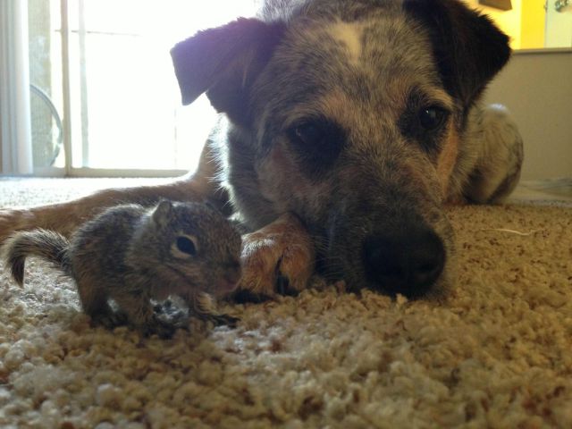 The Sweetest Story of a Rescued Squirrel