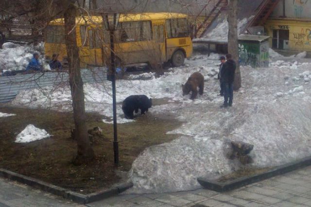What It Means to Take Your Pet for a Walk in Russia