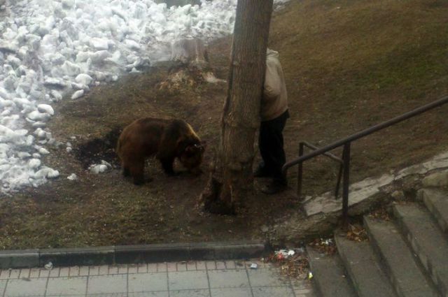 What It Means to Take Your Pet for a Walk in Russia