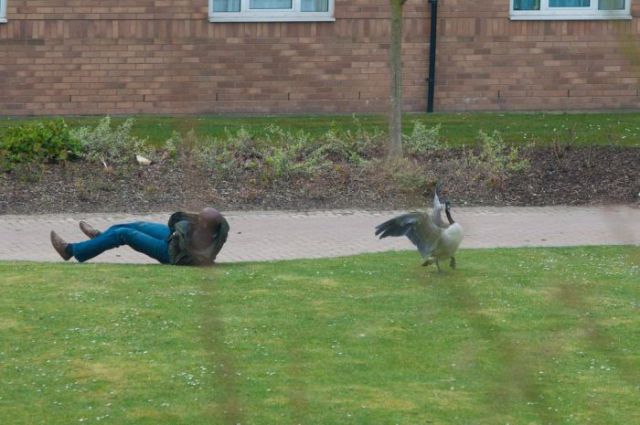 Be Careful of Getting Too Close to Nesting Canada Geese