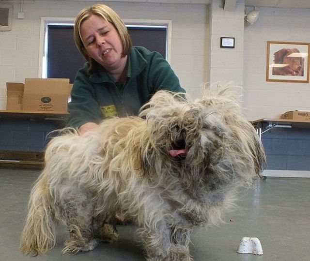 A Neglected Shaggy Dog Gets a Close Shave