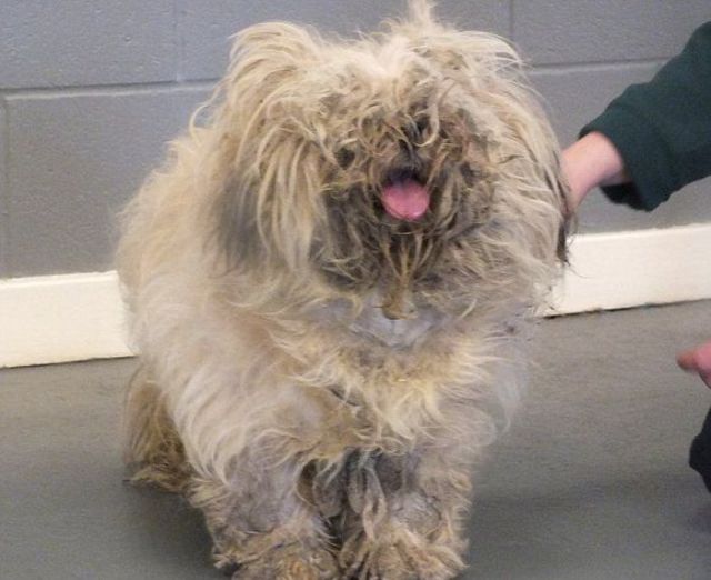 A Neglected Shaggy Dog Gets a Close Shave
