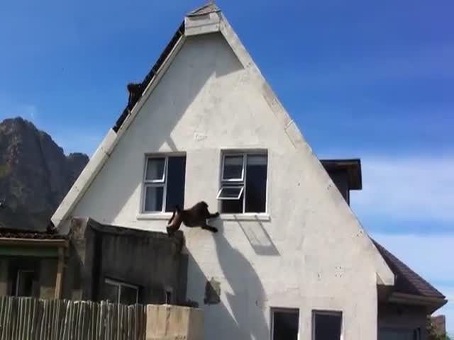 Invasion of Baboons Crashing a House 