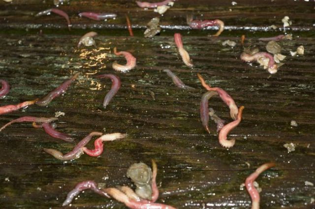 A Living Sea of Earthworms