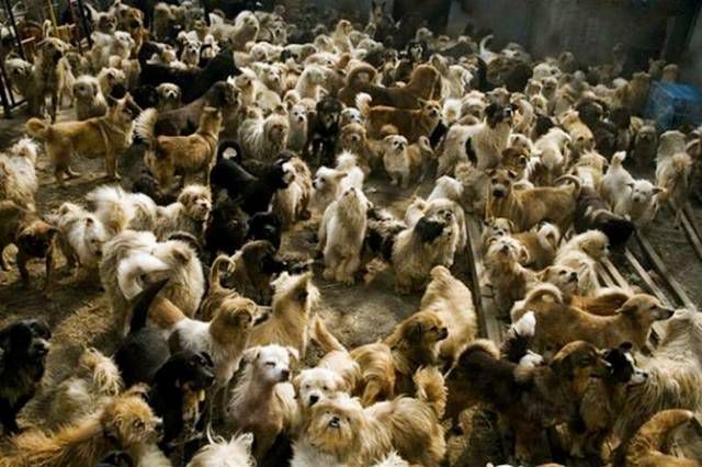 How 1500 Dogs and 200 Cats Love Together - Amazing Pictures