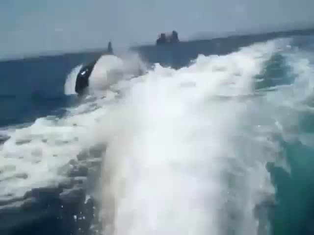 Killer Whales Chasing a Speed Boat  (VIDEO)