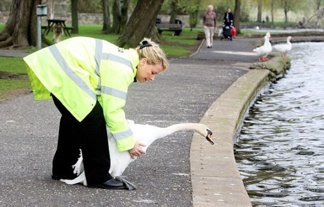 Silly Swan Causes Chaos in Scotland