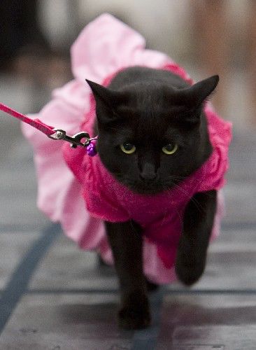The fancy heart-melting cat parade!