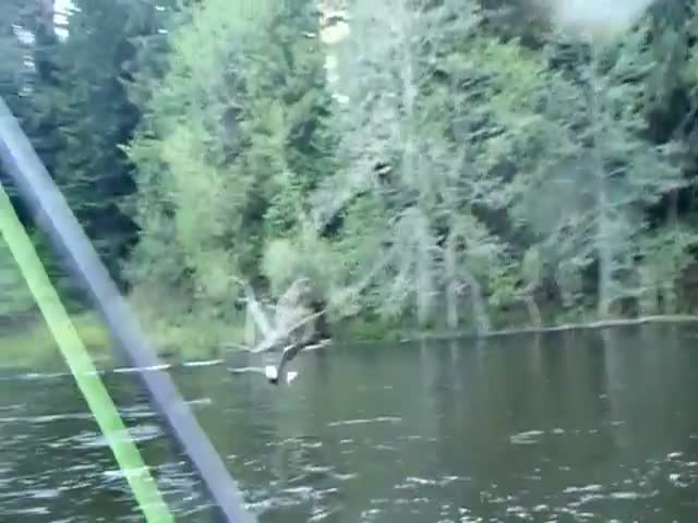 Bald Eagle Steals Fish Right Off Fisherman’s Line 