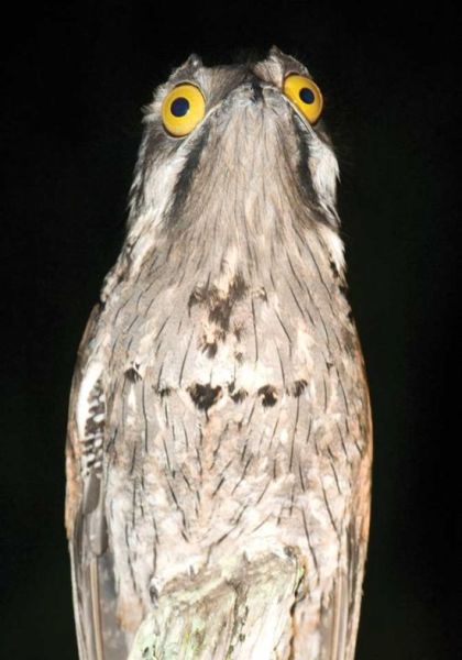 Googly-Eyed Potoo Birds Look Hilarious in Photos