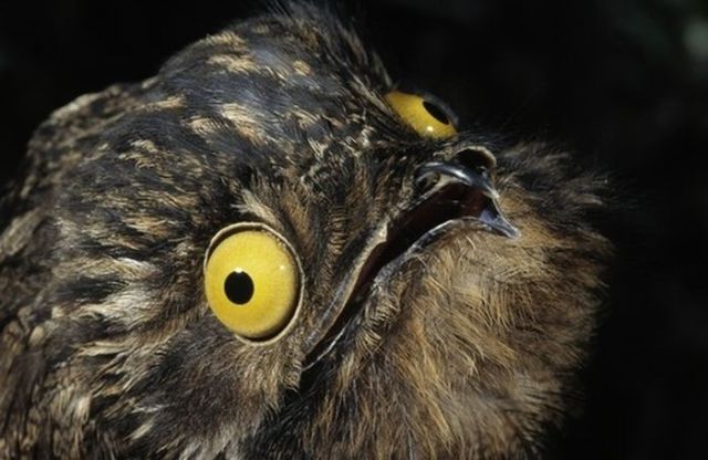 Googly-Eyed Potoo Birds Look Hilarious in Photos
