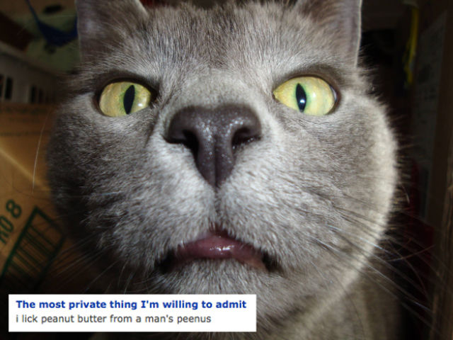 The Weirdest Cats You Might Run Into on OkCupid