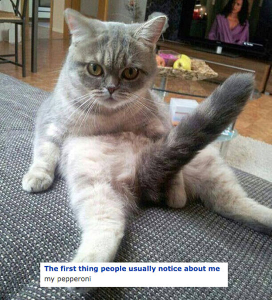 The Weirdest Cats You Might Run Into on OkCupid