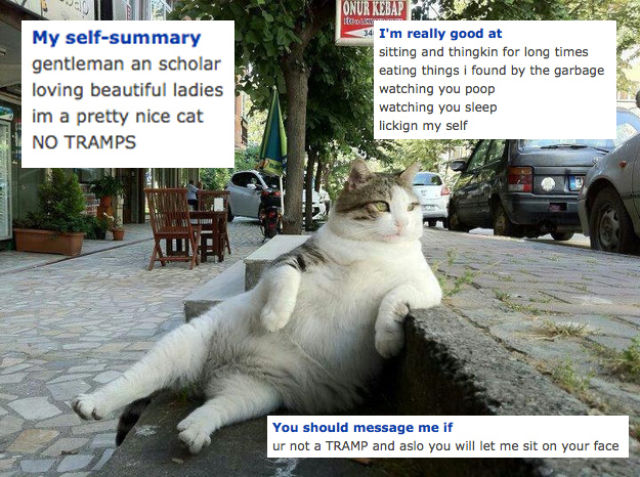 The Weirdest Cats You Might Run Into on OkCupid