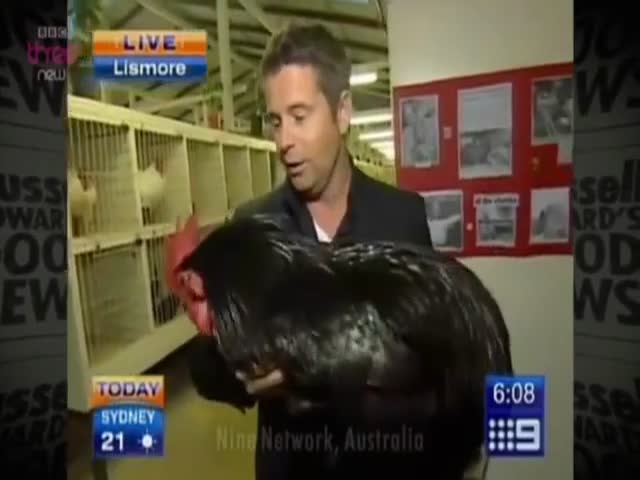 Reporter vs Rooster 
