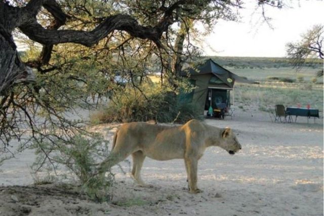 Wild Lions Pop in for a Quick Dinner Visit